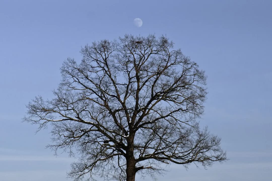 Drewno księżycowe: magiczne właściwości i zastosowanie